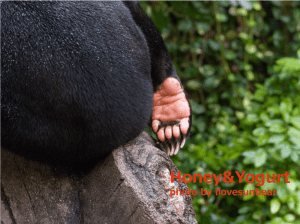 マレーグマの手