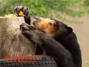 マレーグマの爪