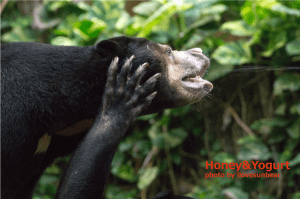タオチイとハニイの手