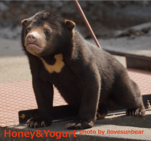 のんほいノアパーク　マレーグマ　ノア