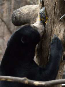 上野動物園　マレーグマ　フジ