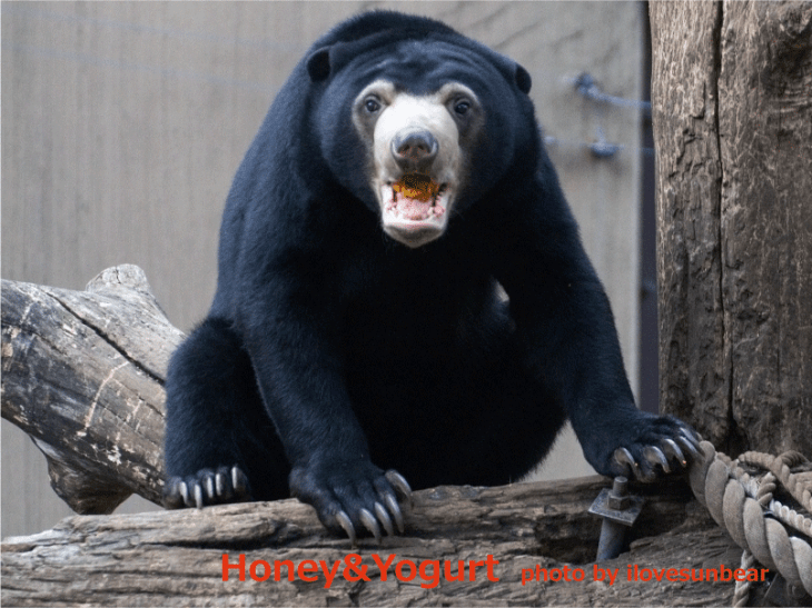 上野動物園　マレーグマ　フジ