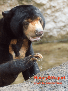 Azuma the sunbear ♂ He is good-looking!