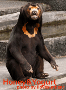 シャンシャン Shan-Shan the sunbear in Nonhoi-Park,Toyohashi,Aichi,Japan