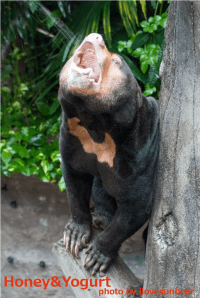ワンピイ Wanpii the sunbear in Noichi-Zoo. He is drinking apple juice.