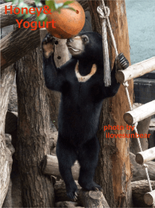 フジ　Fuji the sunbear in Ueno-Zoo, Tokyo, Japan.