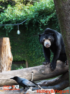 Fuji the sunbear encountered a crow.