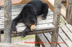 Sunny the sunbear sleeping