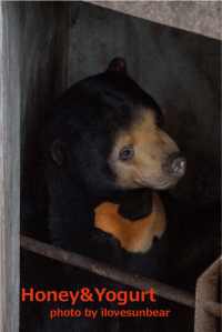 のんほいパーク　マレーグマ　ノア