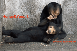 のんほいパーク　マレーグマ　ノン　ノア