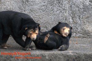 のんほいパーク　マレーグマ　ノン　ノア