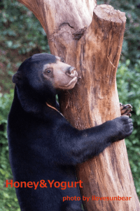 Fuji マレーグマ フジ