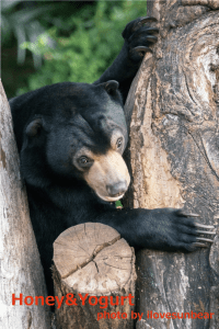 マレーグマ　フジ