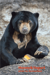 上野動物園　マレーグマ　アズマ