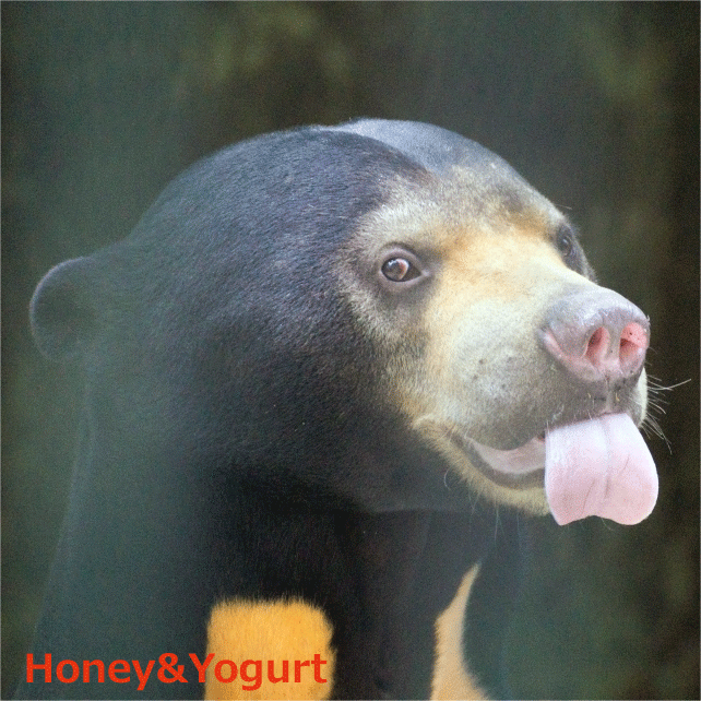 とべ動物園　マレーグマ　シャイン