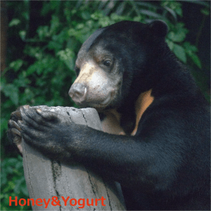 マレーグマ ハニイ