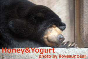 Uran ♀ Hirakawa-Zoo, Kagoshima, Japan