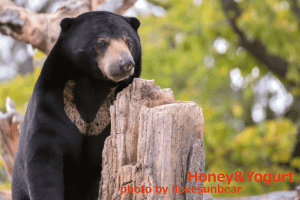 Umekichi ♂ Maruyama-Zoo, Sapporo