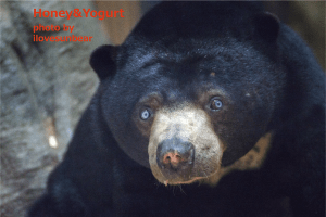 Ucchii the female sunbear in Maruyama-Zoo, Sapporo. post140219ucchii