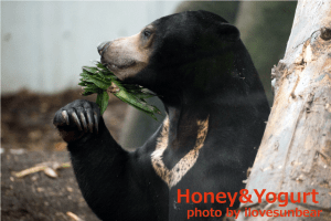 Umekichi ♂ Maruyama-Zoo,Sapporo