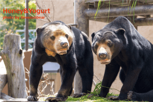 Sanii ♂ and Machi ♀ Fukuoka-City-Zoo