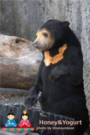 のんほいパーク　マレーグマ　ノア