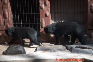 マー子さんとマーチンくん