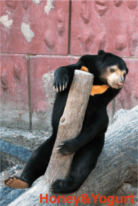 東山　マーチン