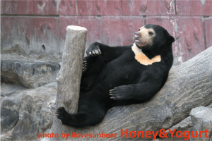 東山　マーチン