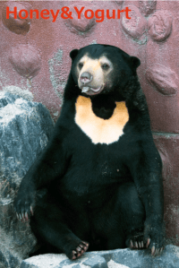 東山　マーチン