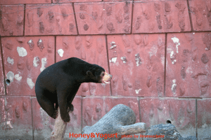 東山　マーチン