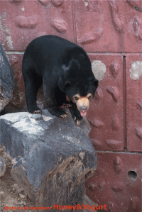 東山　マーチン