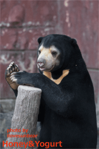 東山　マーチン