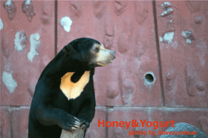 東山　マーチン