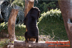 マレーグマ　キョウコ　上野動物園