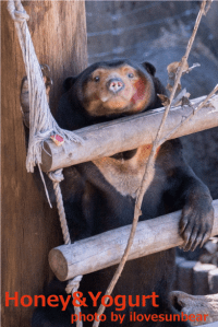 マレーグマ　キョウコ　上野動物園