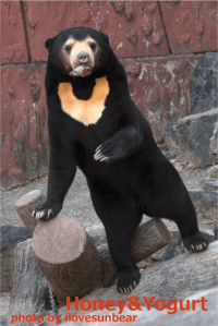 東山動物園　マレーグマ　マーチン