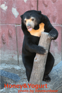 東山動物園　マレーグマ　マーチン