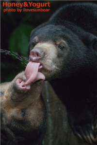 のいち動物公園 マレーグマ ジュースタイム
