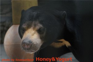 とべ動物園　マレーグマ　シャイン