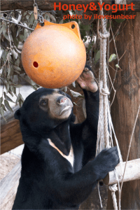 上野動物園　マレーグマ　フジ
