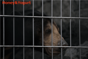 遊亀公園附属動物園　マレーグマ　サンディ