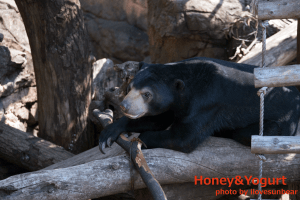 上野動物園 マレーグマ フジ