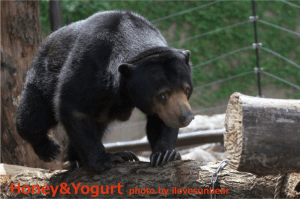 上野動物園 マレーグマ モモコ