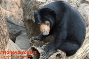 上野動物園 マレーグマ モモコ