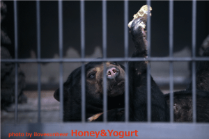 遊亀公園附属動物園　マレーグマ　サクラ