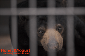 遊亀公園附属動物園　マレーグマ　サクラ