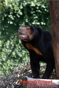 上野動物園　マレーグマ　キョウコ