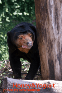 上野動物園　マレーグマ　キョウコ