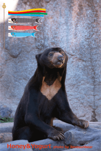 平川動物公園　マレーグマ　アトム